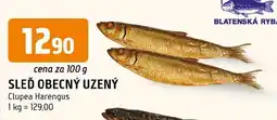 Trefa Sleď obecný uzený nabídka