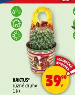 Penny Market KAKTUS různé druhy, 1 ks nabídka