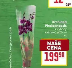 Billa Orchidea Phalaenopsis 2 výhony květináč 12 cm 1ks nabídka