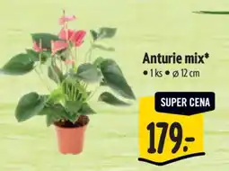 Albert Anturie mix nabídka