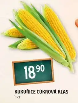 Terno Kukuřice cukrová klas nabídka