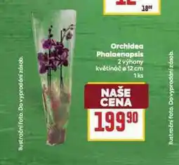 Billa Orchidea - phalaenopsis nabídka