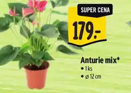 Albert Anturie Mix nabídka