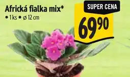 Albert Africká fialka mix nabídka