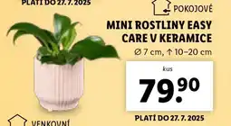 Lidl MINI ROSTLINY EASY CARE V KERAMICE nabídka