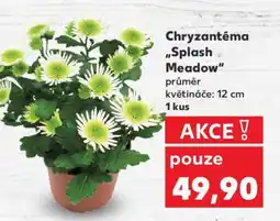 Kaufland Chryzantéma „Splash Meadow“ nabídka