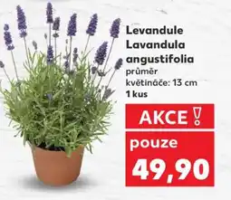 Kaufland Levandule Lavandula angustifolia nabídka