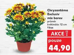 Kaufland Chryzantéma Exclusiv mix barev nabídka