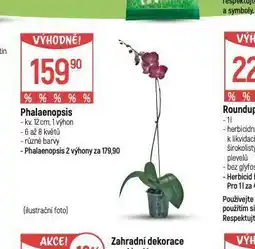 Globus Orchidea - phalaenopsis nabídka