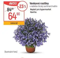 Globus Venkovní rostliny nabídka