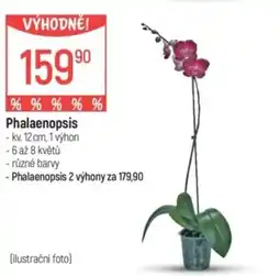 Globus Phalaenopsis nabídka