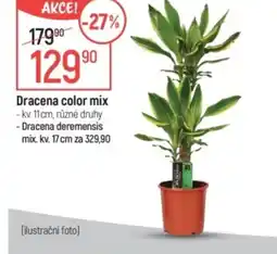 Globus Dracena color mix nabídka