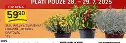 Flop SMIL ITALSKÝ/SLAMĚNKA OKRASNÉ PAPRIČKY DRÁTOVEC 1 ks nabídka