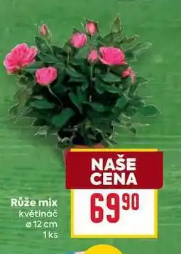 Billa Růže mix květináč 12 cm 1ks nabídka