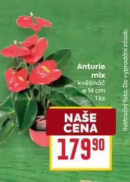 Billa Anturie mix květináč 14 cm 1ks nabídka