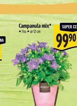 Albert Campanula mix 1ks, pr. 12 cm nabídka