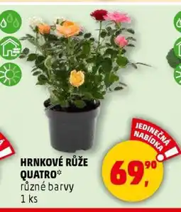 Penny Market HRNKOVÉ RŮŽE QUATRO nabídka