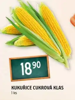 Terno Kukuřice cukrová klas nabídka