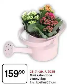 Tesco Mini kalanchoe v konvičce, 1 ks, květináč 7 cm nabídka
