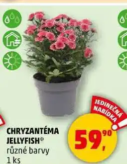 Penny Market CHRYZANTÉMA JELLYFISH různé barvy, 1 ks nabídka
