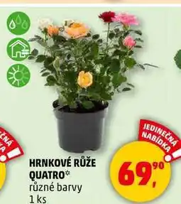 Penny Market HRNKOVÉ RŮŽE QUATRO různé barvy, 1 ks nabídka