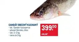 Makro CANDÁT OBECNÝ KUCHANÝ nabídka
