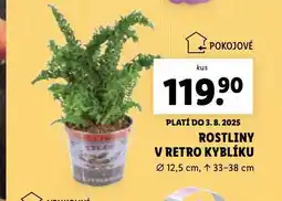 Lidl Rostliny v retro kyblíku nabídka