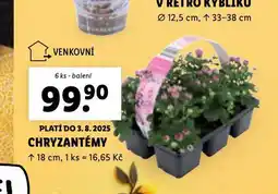 Lidl Chryzantéma nabídka