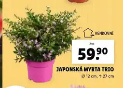 Lidl Japonská myrta trio nabídka