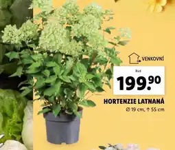 Lidl Hortenzie latnatá nabídka