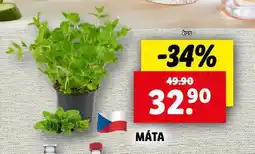 Lidl Máta nabídka