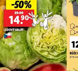 Lidl Ledový salát nabídka
