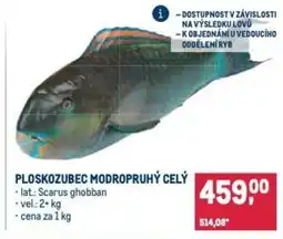 Makro Ploskozubec modropruhý celý nabídka