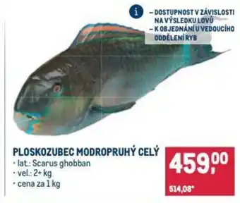 Makro Ploskozubec modropruhý celý nabídka