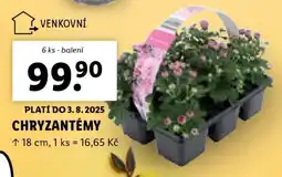 Lidl CHRYSANTÉMY nabídka