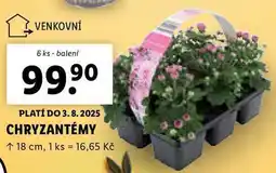 Lidl CHRYZANTÉMY, 6 ks nabídka