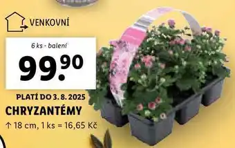 Lidl CHRYZANTÉMY, 6 ks nabídka