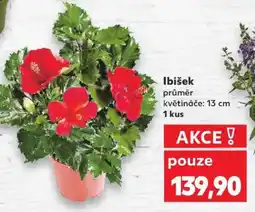 Kaufland IBIŠEK nabídka