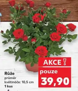 Kaufland Růže nabídka