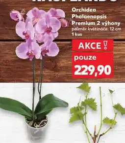 Kaufland Orchidea- Phalaenopsis „Premium“ 2 výhony nabídka