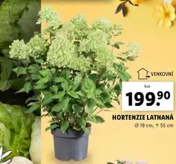 Lidl HORTENZIE LATNANÁ nabídka