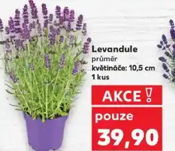 Kaufland Levandule nabídka