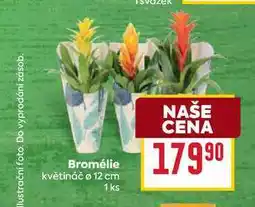 Billa Bromélie květináč ø 12 cm 1ks nabídka