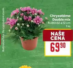 Billa Chryzatéma Double mix květináč o 12 cm 1ks nabídka