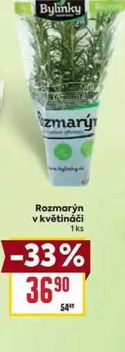 Billa Rozmarýn v květináči 1 ks nabídka