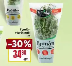 Billa Tymián v květináči 1ks nabídka