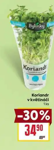 Billa Koriandr v květináči 1 ks nabídka