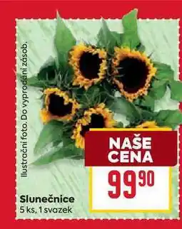 Billa Slunečnice 5 ks, 1 svazek nabídka