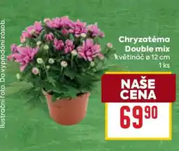 Billa Chryzantéma Double mix nabídka