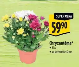 Albert CHRYZANTÉMA nabídka
